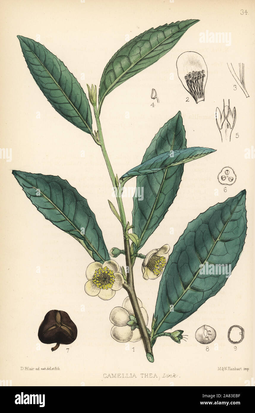 Usine de thé, Camellia sinensis (Camellia thea). Lithographie coloriée par Hanhart après une illustration botanique par David Blair, de Robert Bentley et Henry Trimen's Plantes médicinales, Londres, 1880. Banque D'Images