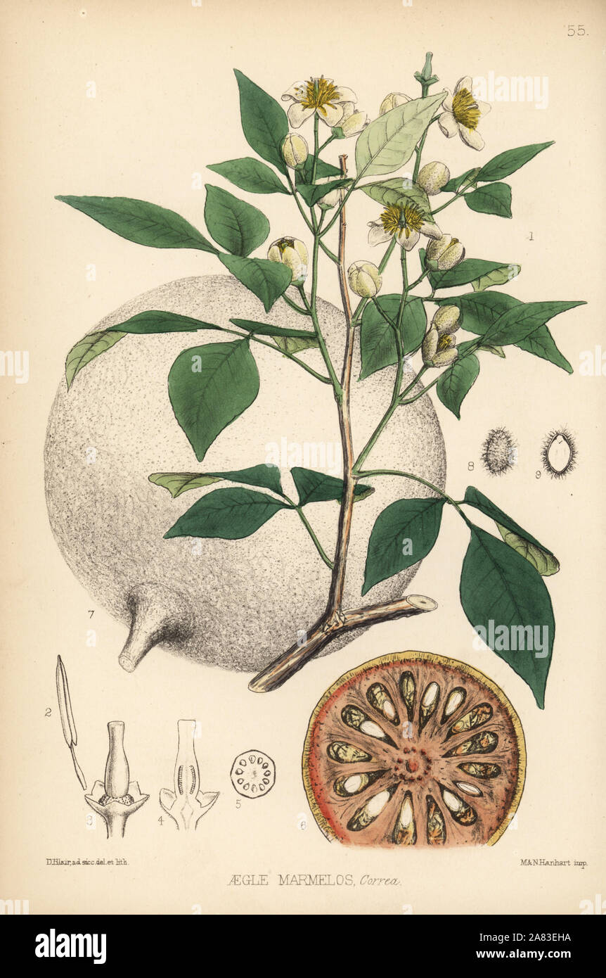 Bengale, Bael coing, pomme d'or ou japonais de l'orange amère, Aegle Marmelos. Lithographie coloriée par Hanhart après une illustration botanique par David Blair, de Robert Bentley et Henry Trimen's Plantes médicinales, Londres, 1880. Banque D'Images