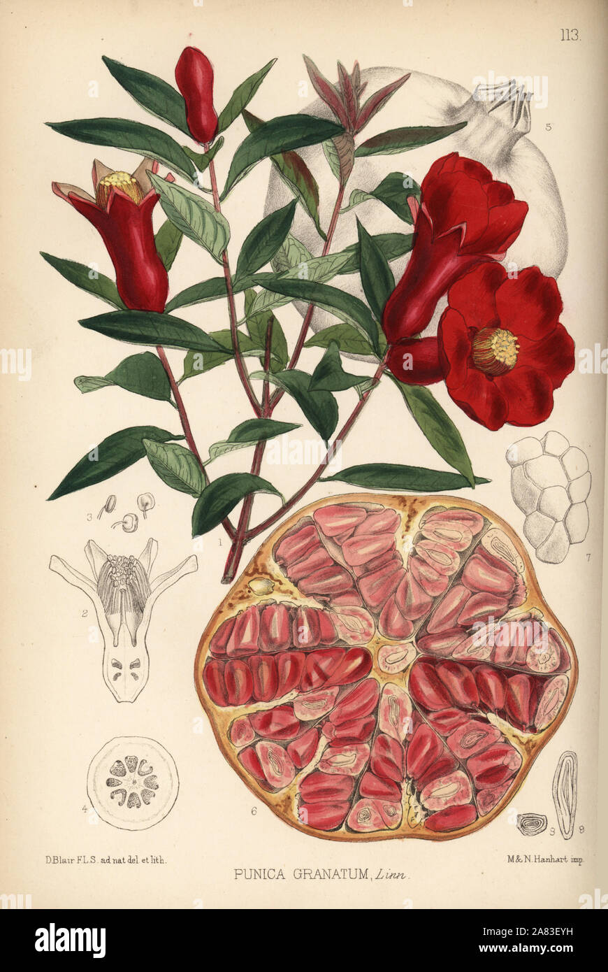 Grenade, Punica granatum. Lithographie coloriée par Hanhart après une illustration botanique par David Blair, de Robert Bentley et Henry Trimen's Plantes médicinales, Londres, 1880. Banque D'Images