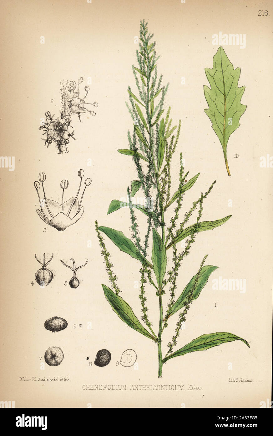 Thé des jésuites, vélar fausse giroflée ou Jérusalem, chêne Dysphania ambrosioides (Chenopodium anthelminticum). Lithographie coloriée par Hanhart après une illustration botanique par David Blair, de Robert Bentley et Henry Trimen's Plantes médicinales, Londres, 1880. Banque D'Images