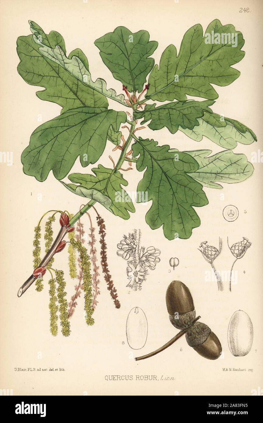 Arbre de chêne commun, Quercus robur. Lithographie coloriée par Hanhart après une illustration botanique par David Blair, de Robert Bentley et Henry Trimen's Plantes médicinales, Londres, 1880. Banque D'Images