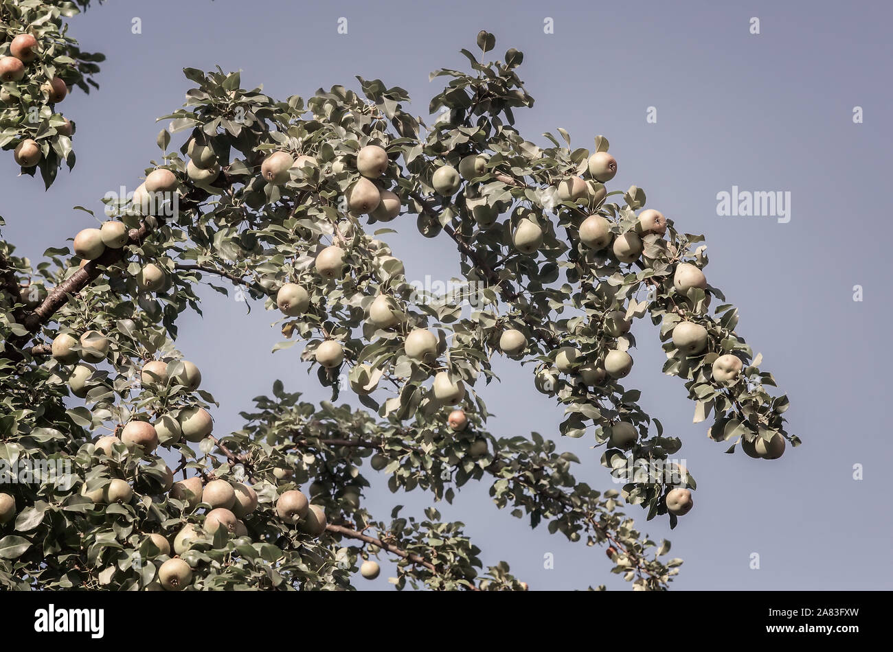 Poires de maturation sur les branches d'un arbre. Banque D'Images