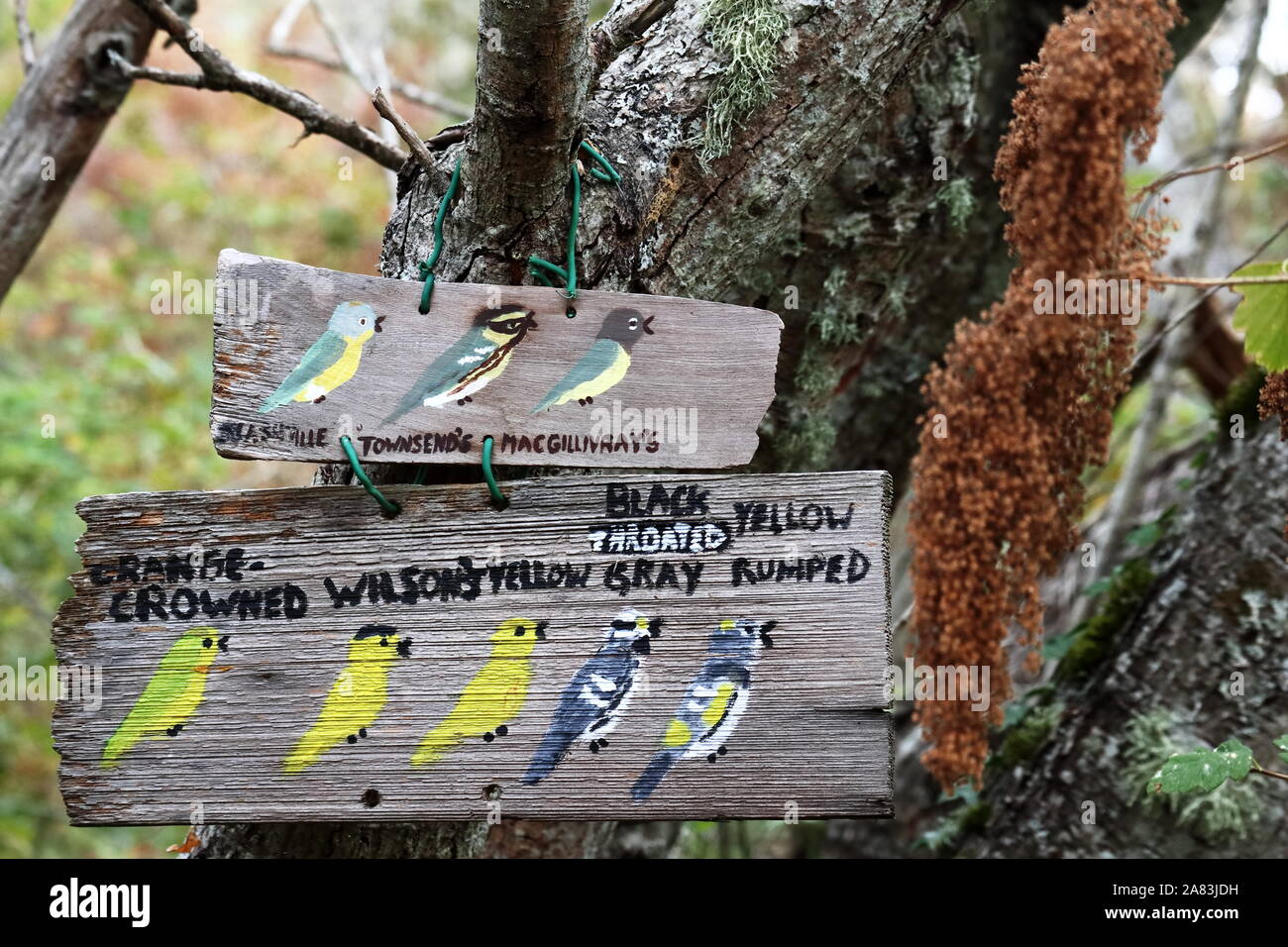 Panneau en bois peint à la main illustrant différents oiseaux locaux trouvés dans l'habitat du chêne de Garry dans et autour de mont Tolmie. Banque D'Images