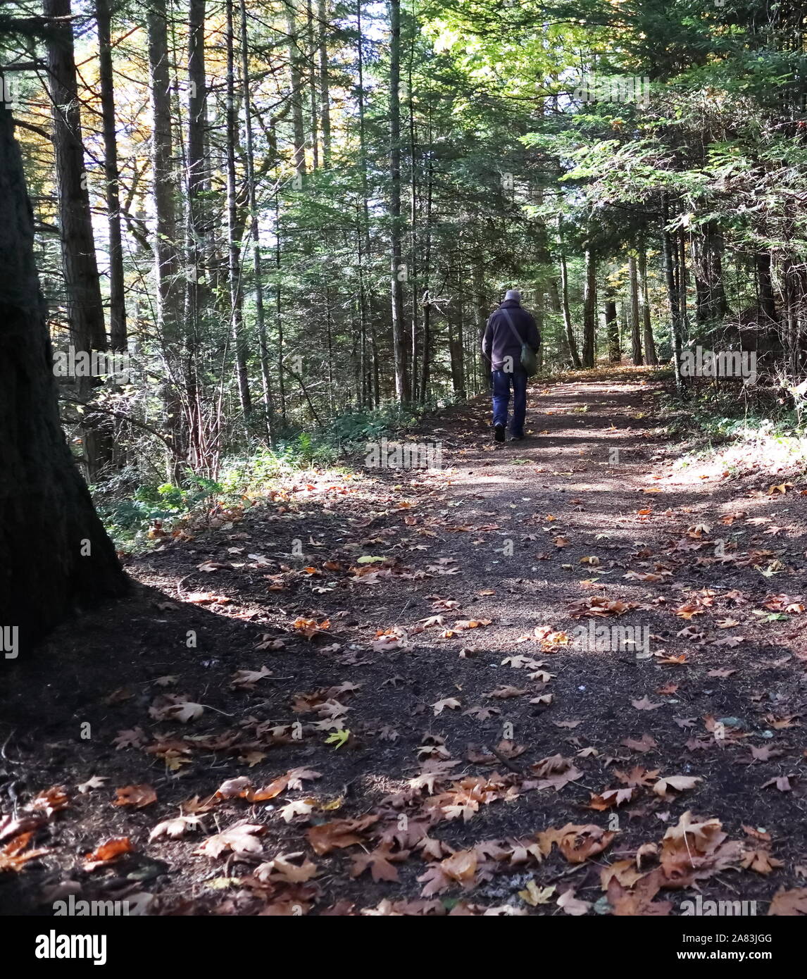 Homme septuagénaire marcher seul dans la forêt vers le bas un long chemin Banque D'Images