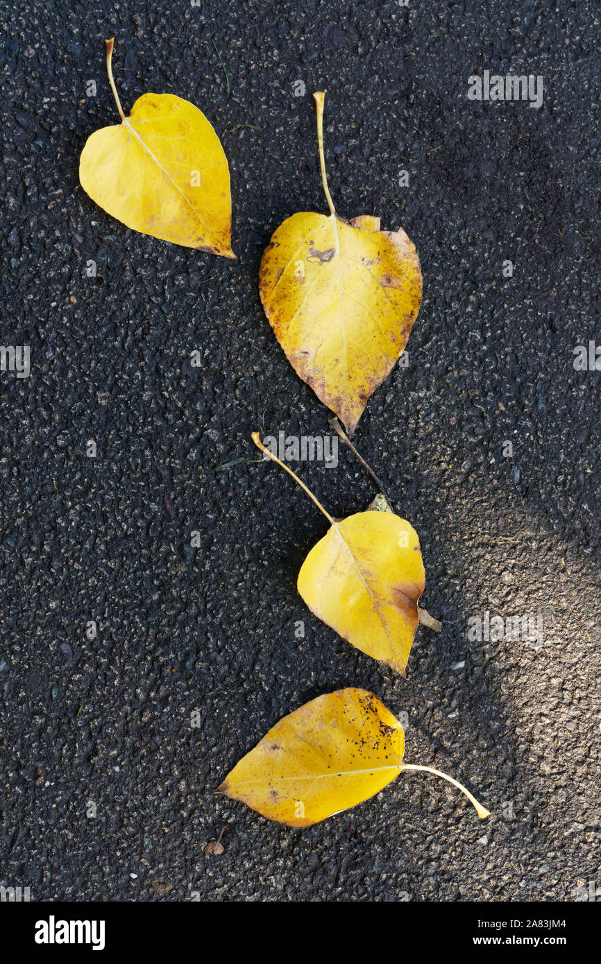 L'automne ou à l'automne, quatre feuilles jaunes sur une route goudronnée ou chaussée. Le format Portrait. Banque D'Images