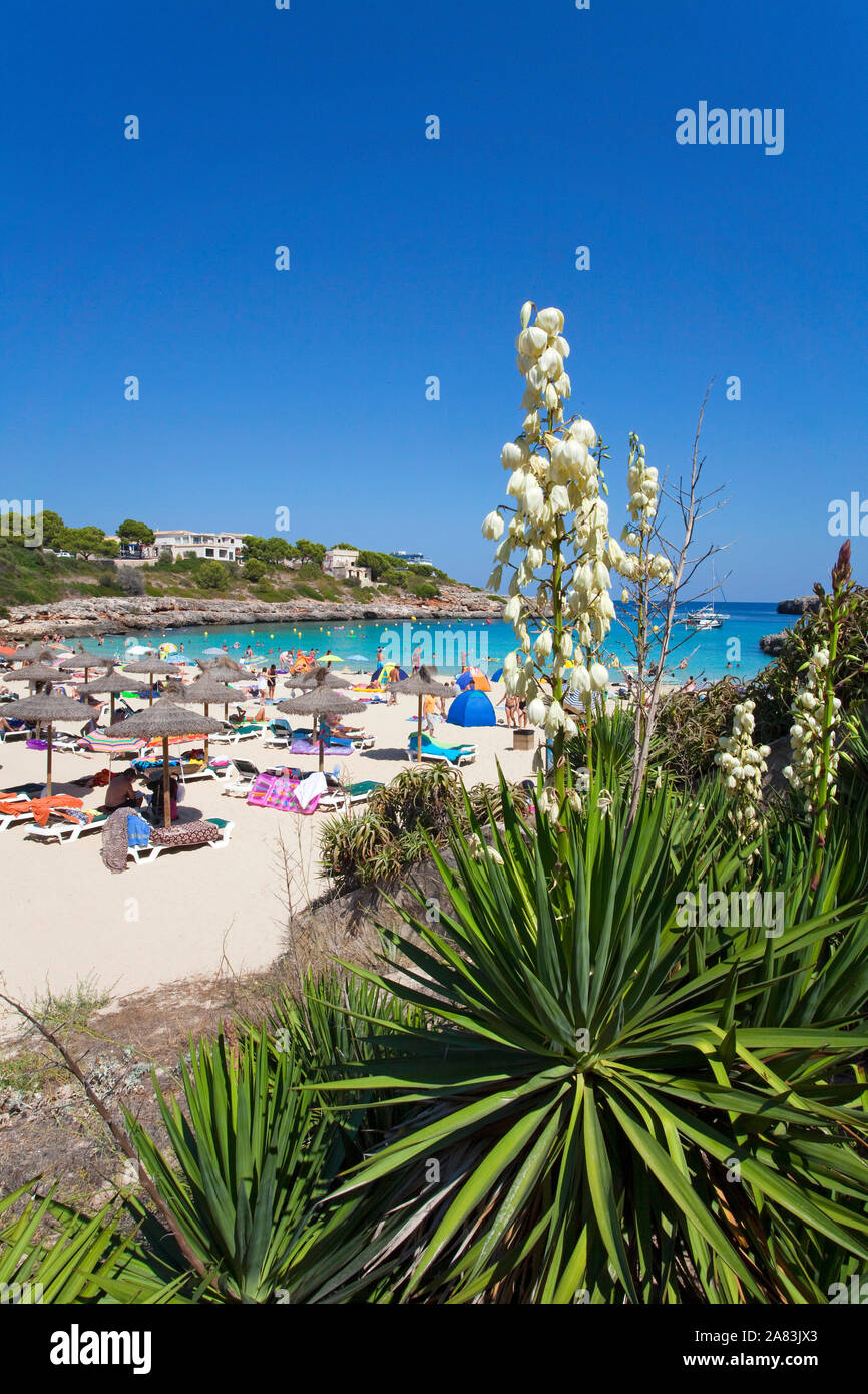 Moundlily floraison du yucca (Yucca Gloriosa) à la baignade plage Cala Marcal, Porto Colom, à Majorque, îles Baléares, Espagne Banque D'Images