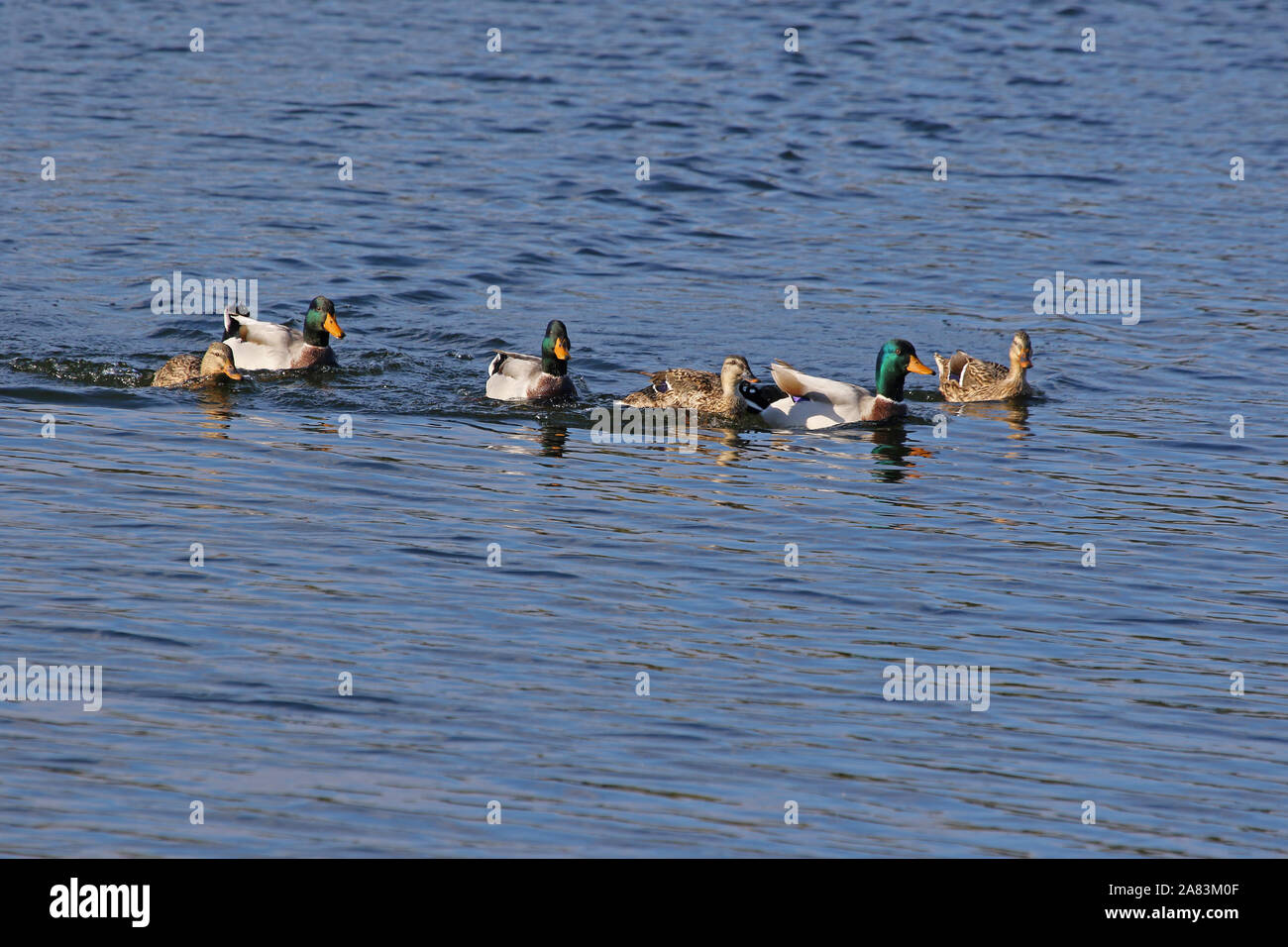 Trois paires de canards colverts canards mâles et femelles nom Latin Anas platyrhynchos famille des anatidés la natation dans un lac à Porto Potenza Picena en Italie Banque D'Images