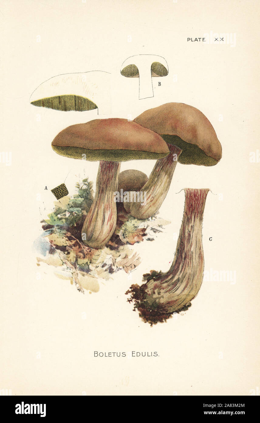 , Cèpes Boletus edulis. Chromolithographie après une illustration botanique par William Hamilton Gibson de son livre nos champignons comestibles et Toadstools, Harper, New York, 1895. Banque D'Images