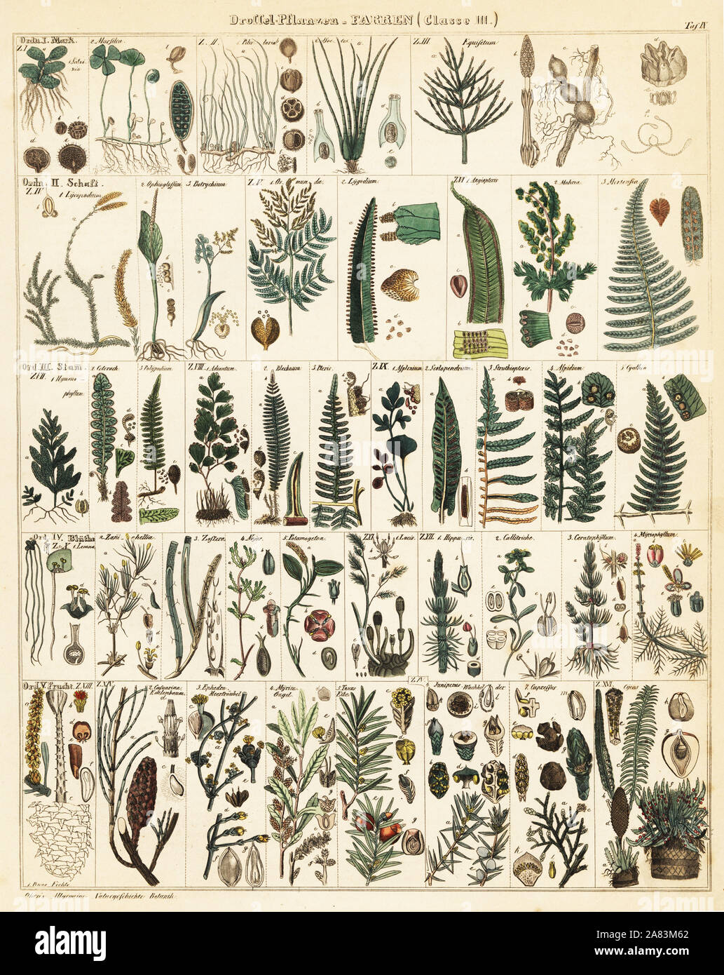 Variétés de fougère. Lithographie de Lorenz Oken universel de l'histoire naturelle, l'Allgemeine Naturgeschichte fur alle Stande, Stuttgart, 1841. Banque D'Images