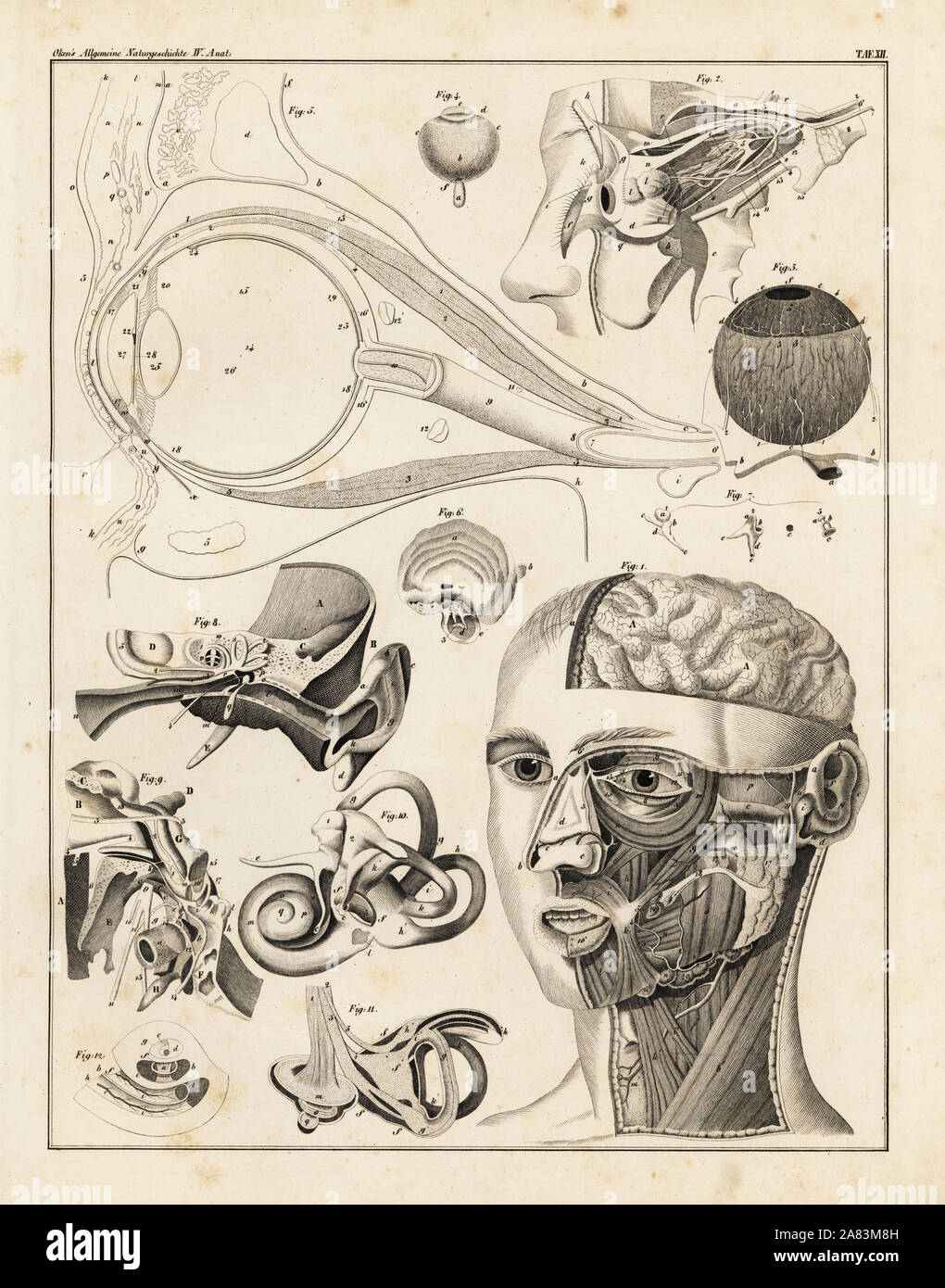Anatomie de l'oreille humaine et de l'œil. Lithographie de Lorenz Oken universel de l'histoire naturelle, l'Allgemeine Naturgeschichte fur alle Stande, Stuttgart, 1839. Banque D'Images