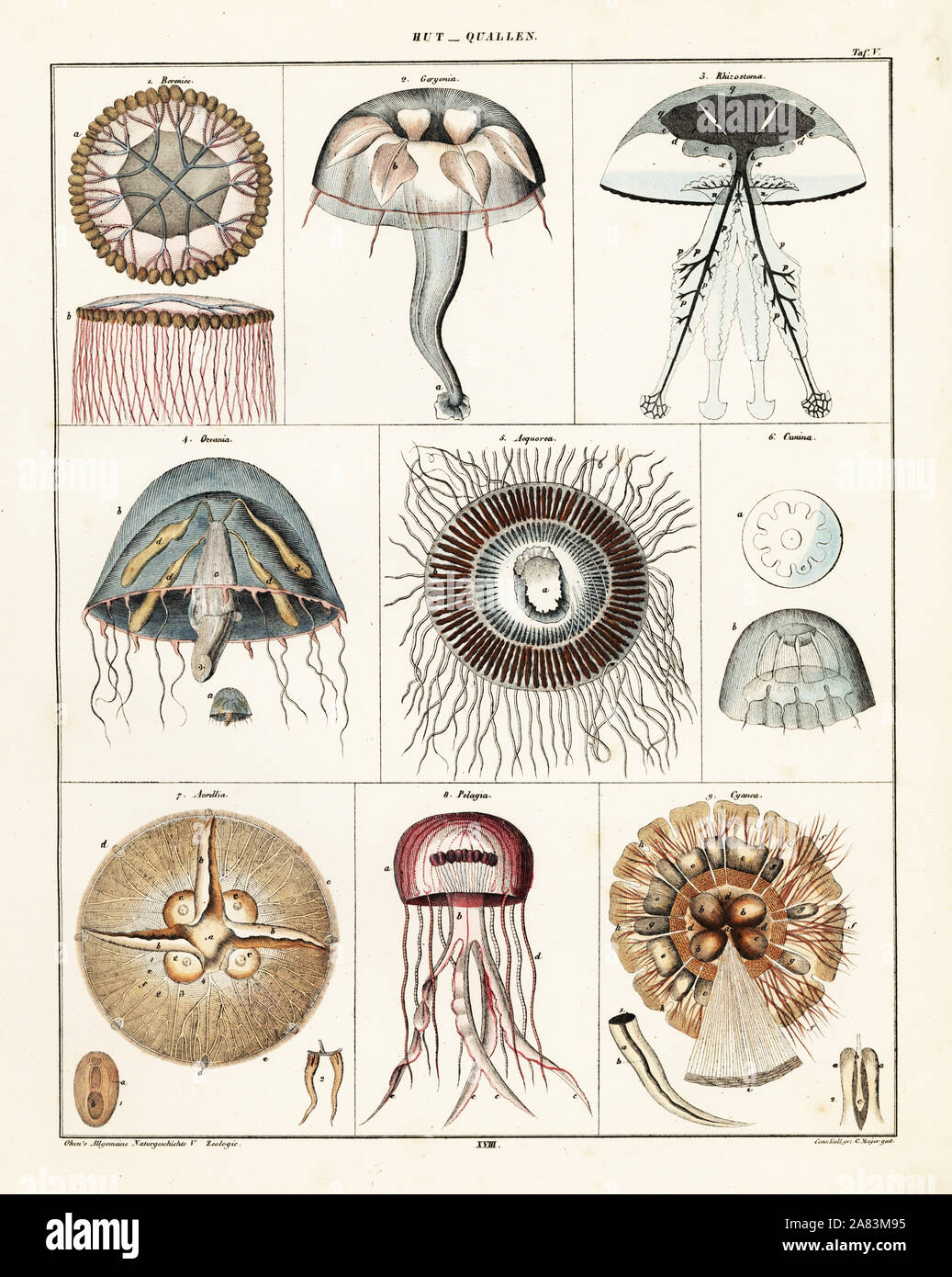 Variétés de méduses et d'medusae. Lithographie de C. Mayer après Conrad Kull de Lorenz Oken universel de l'histoire naturelle, l'Allgemeine Naturgeschichte fur alle Stande, Stuttgart, 1841. Banque D'Images