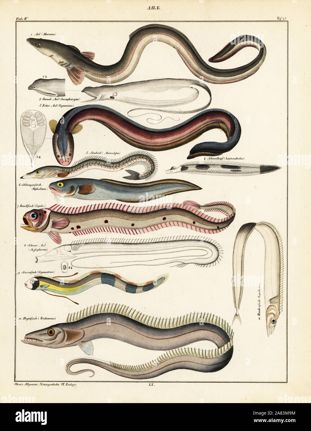 L'anguille commune, Muraena, Anguilla, Saccopharynx-flagelle, anguille électrique, Gymnote electricus, smallhead morrisii leptocéphales, sable, anguille, Ammodytes tobianus, anguille brosme, Ophidium barbatum, bandfish rouge, Cepola rubescens, tube-eye, Stylephorns chordatus, roi de harengs, Regalecus glesne ou le sabre argenté, cutlassfish, Lepidopus, espèce largehead hairtail et, Trichiurus lepturus. Lithographie de Lorenz Oken universel de l'histoire naturelle, l'Allgemeine Naturgeschichte fur alle Stande, Stuttgart, 1841. Banque D'Images