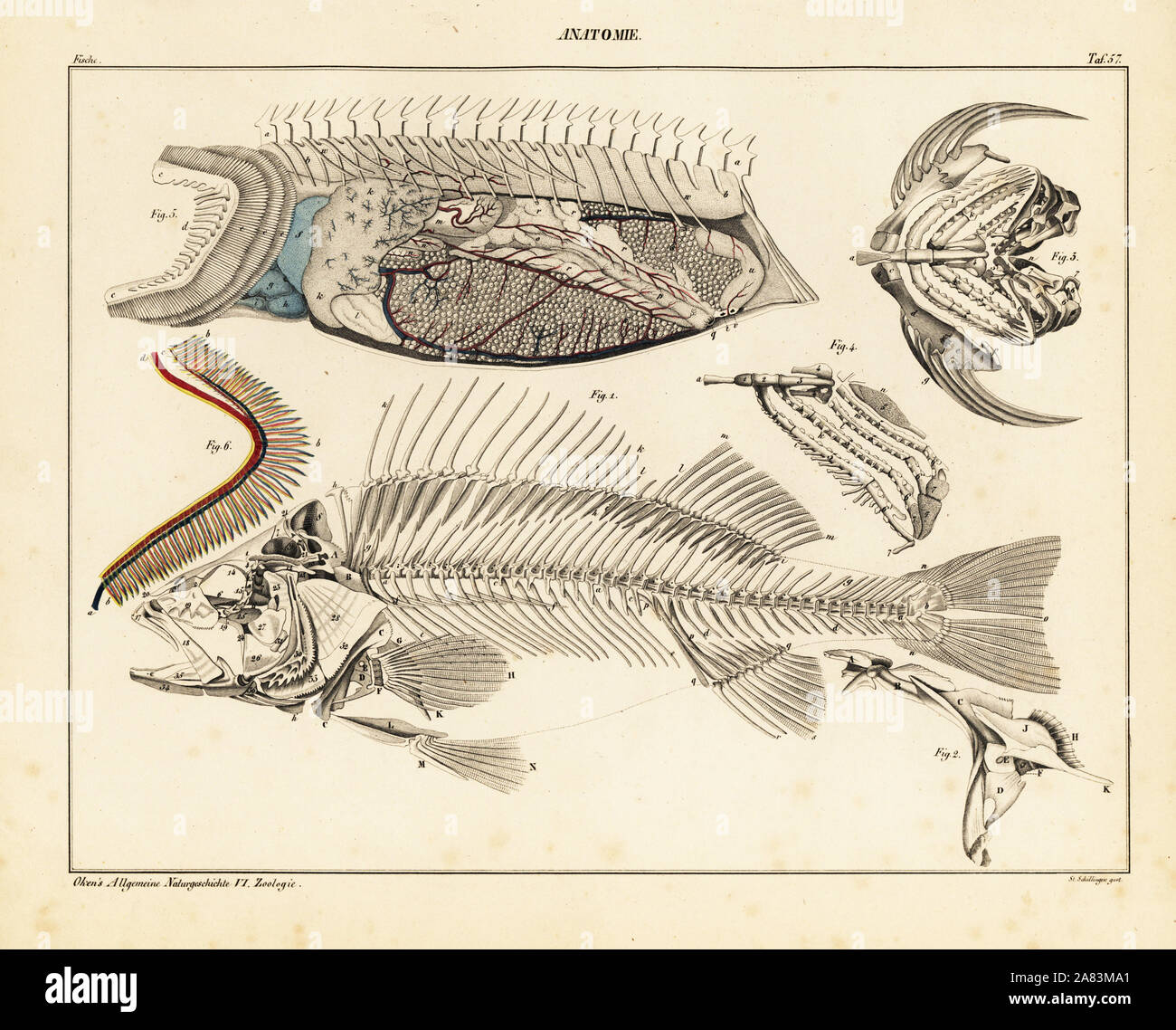 Anatomie d'un poisson, montrant le squelette, les organes internes et les branchies. Lithographie de St. Schillinger de Lorenz Oken universel de l'histoire naturelle, l'Allgemeine Naturgeschichte fur alle Stande, Stuttgart, 1839. Banque D'Images