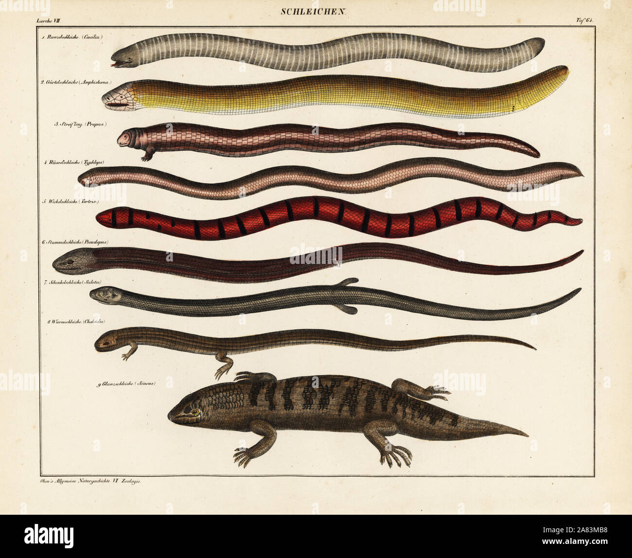 Ver amphisbaenian, cécilien ou lézard, lézard, herbe blindsnake, faux coral snake, apodes, lézard et scinques. Lithographie de Lorenz Oken universel de l'histoire naturelle, l'Allgemeine Naturgeschichte fur alle Stande, Stuttgart, 1841. Banque D'Images