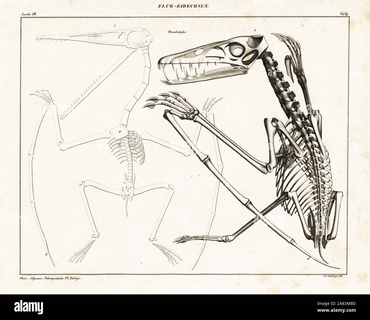 Squelette d'un ptérodactyle, Pterodactylus. Lithographie de St. Schillinger de Lorenz Oken universel de l'histoire naturelle, l'Allgemeine Naturgeschichte fur alle Stande, Stuttgart, 1839. Banque D'Images