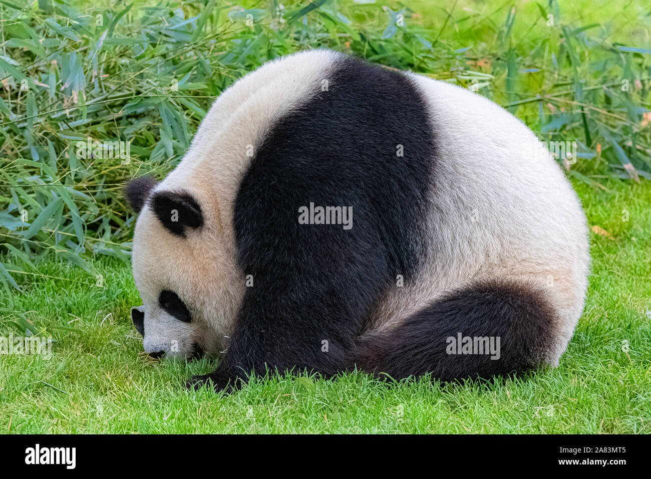 Grand Panda, ours panda bambou manger assis dans l'herbe, funny face Banque D'Images