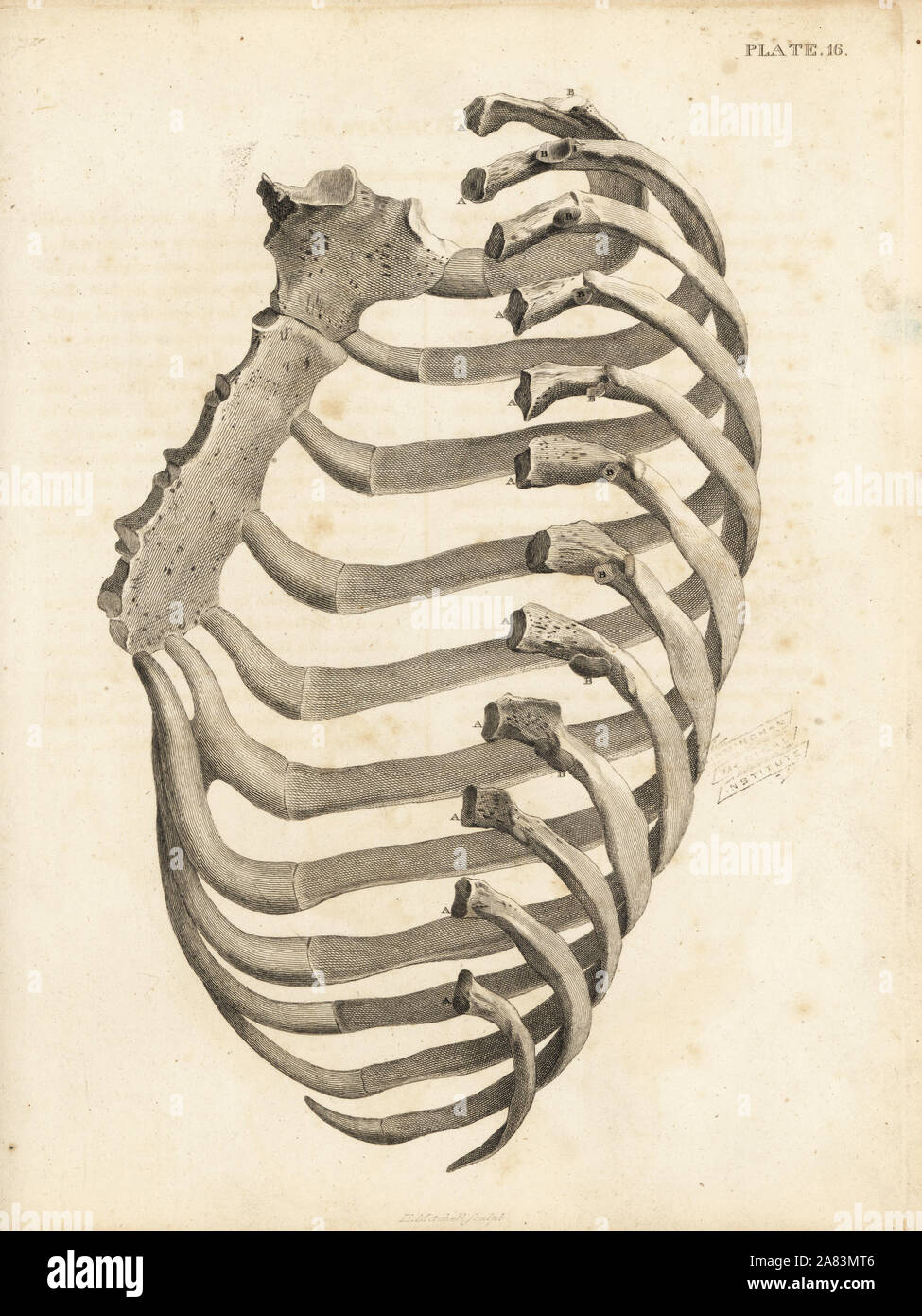 Les côtes et le sternum à la cage thoracique de l'homme. La gravure sur cuivre par Edward Mitchell après une illustration anatomique par Jean-Joseph Sue de John Barclay's une série de gravures du squelette humain, MacLachlan et Stewart, Édimbourg, 1824. Banque D'Images