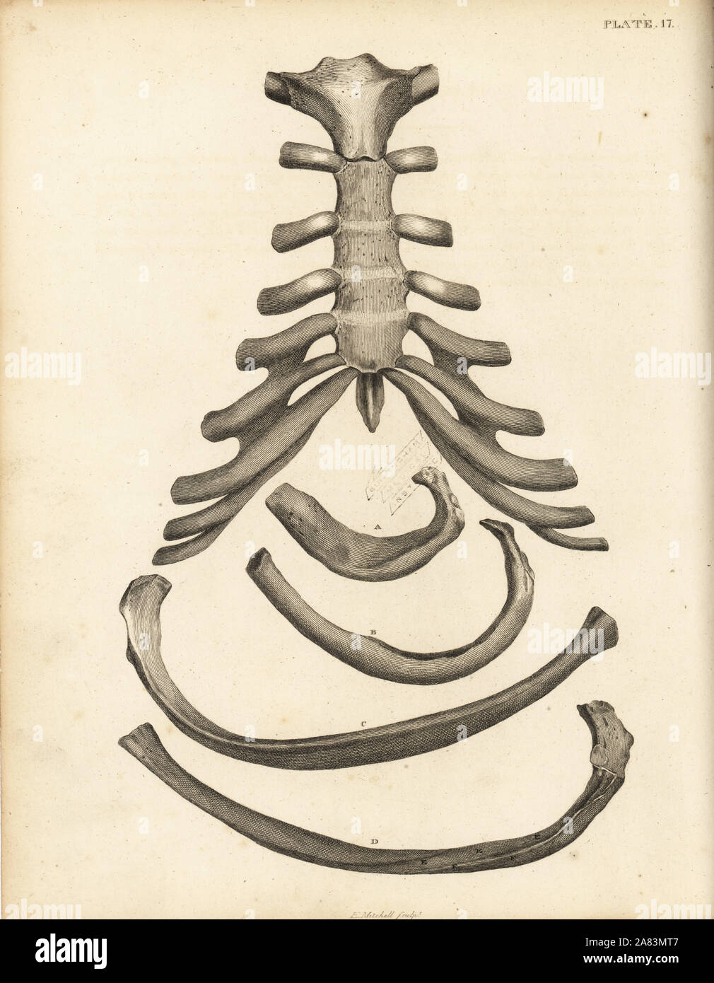 Le sternum et le cartilage de la cage thoracique, avec plusieurs côtes. La gravure sur cuivre par Edward Mitchell après une illustration anatomique par Jean-Joseph Sue de John Barclay's une série de gravures du squelette humain, MacLachlan et Stewart, Édimbourg, 1824. Banque D'Images