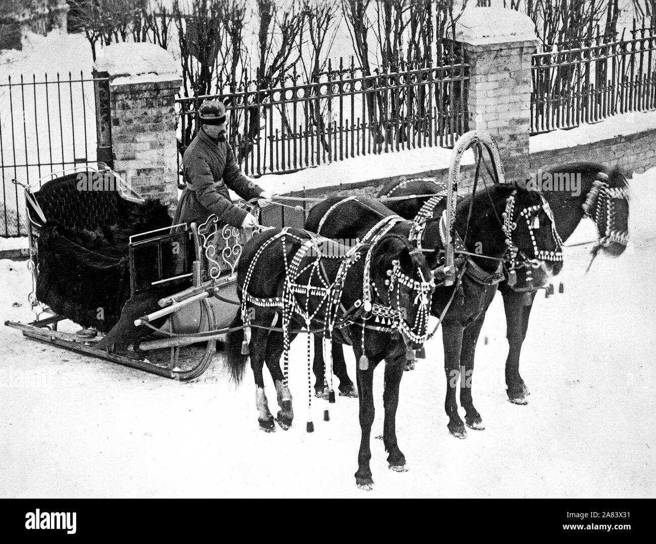 La photo montre un homme debout, dans un traîneau troïka, tenant le rein attaché à une équipe de trois chevaux. 1900-1923 Banque D'Images