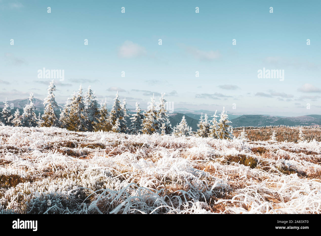 Givre sur l'herbe dans les montagnes. Dans l'arrière-plan, l'épinette et le ciel bleu. Banque D'Images