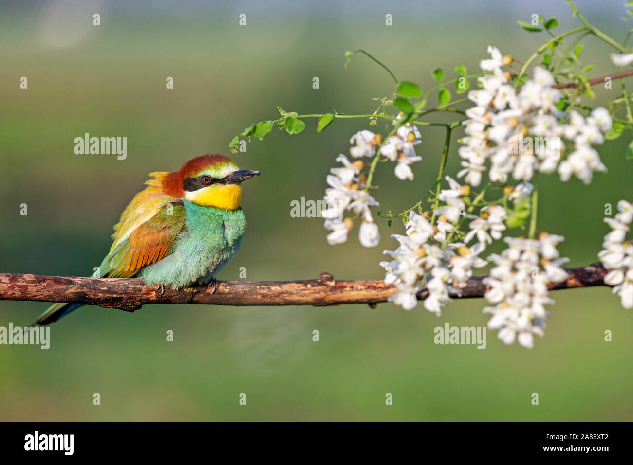 Bel oiseau exotique assis sur une branche en fleurs de robinier Banque D'Images