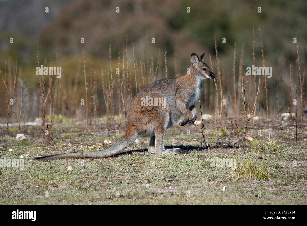 Swamp Wallaby (Wallabia bicolor) Banque D'Images