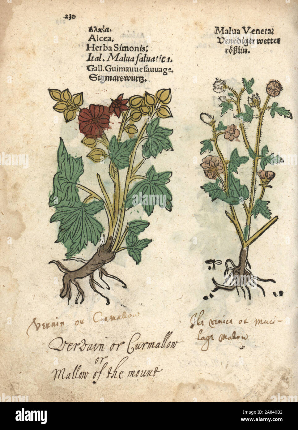 Plus de musc-mallow, Malva alcea. Gravure sur bois coloriée à la gravure d'une illustration botanique d'Adam Lonicer Krauterbuch's, ou de plantes médicinales, Francfort, 1557. Cette d'une édition pirate du 17e siècle ou des illustrations de l'atlas, avec légendes en latin, grec, français, italien, allemand, et en anglais manuscrit. Banque D'Images