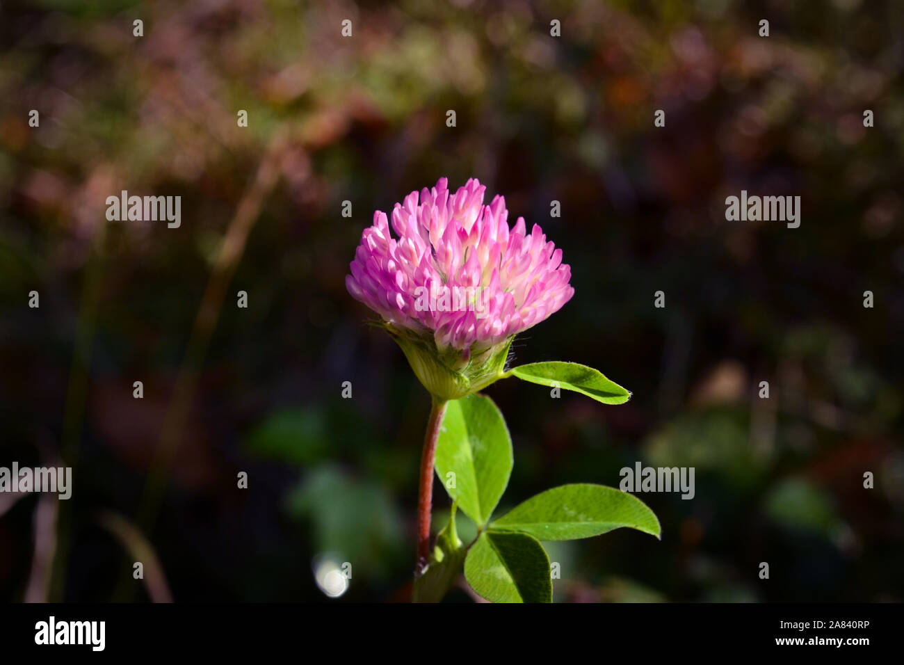 Seul petite fleur rose en automne avec l'arrière-plan flou Banque D'Images