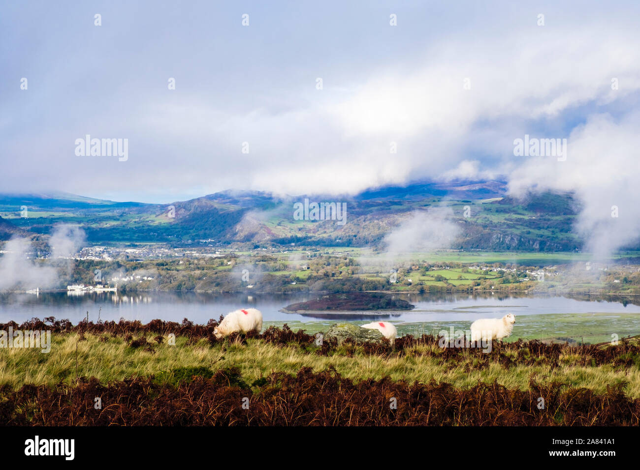 Des moutons paissant dans les collines au-dessus de l'estuaire de la rivière Afon Dwyryd avec nuages bas sur les montagnes du nord au-delà de Snowdonia. Eisingrug Harlech Gwynedd au Pays de Galles UK Banque D'Images