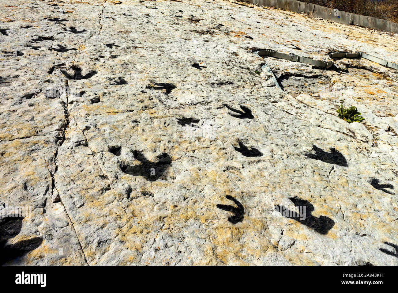 Traces de dinosaures à la surface d'un rocher de roche sédimentaire dans le Colorado, United States. Banque D'Images