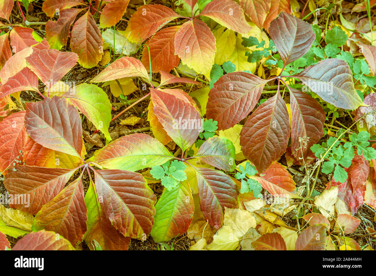 Close-up de mélange de feuilles naturelles, à la fois passé et toujours en croissance, de couleur bronze, brun, jaune et vert. Les feuilles ont des imperfections naturelles Banque D'Images Close-up de mélange de feuilles naturelles, à la fois passé et toujours en croissance, de couleur bronze, brun, jaune et vert. Les feuilles ont des imperfections naturelles Banque D'Images