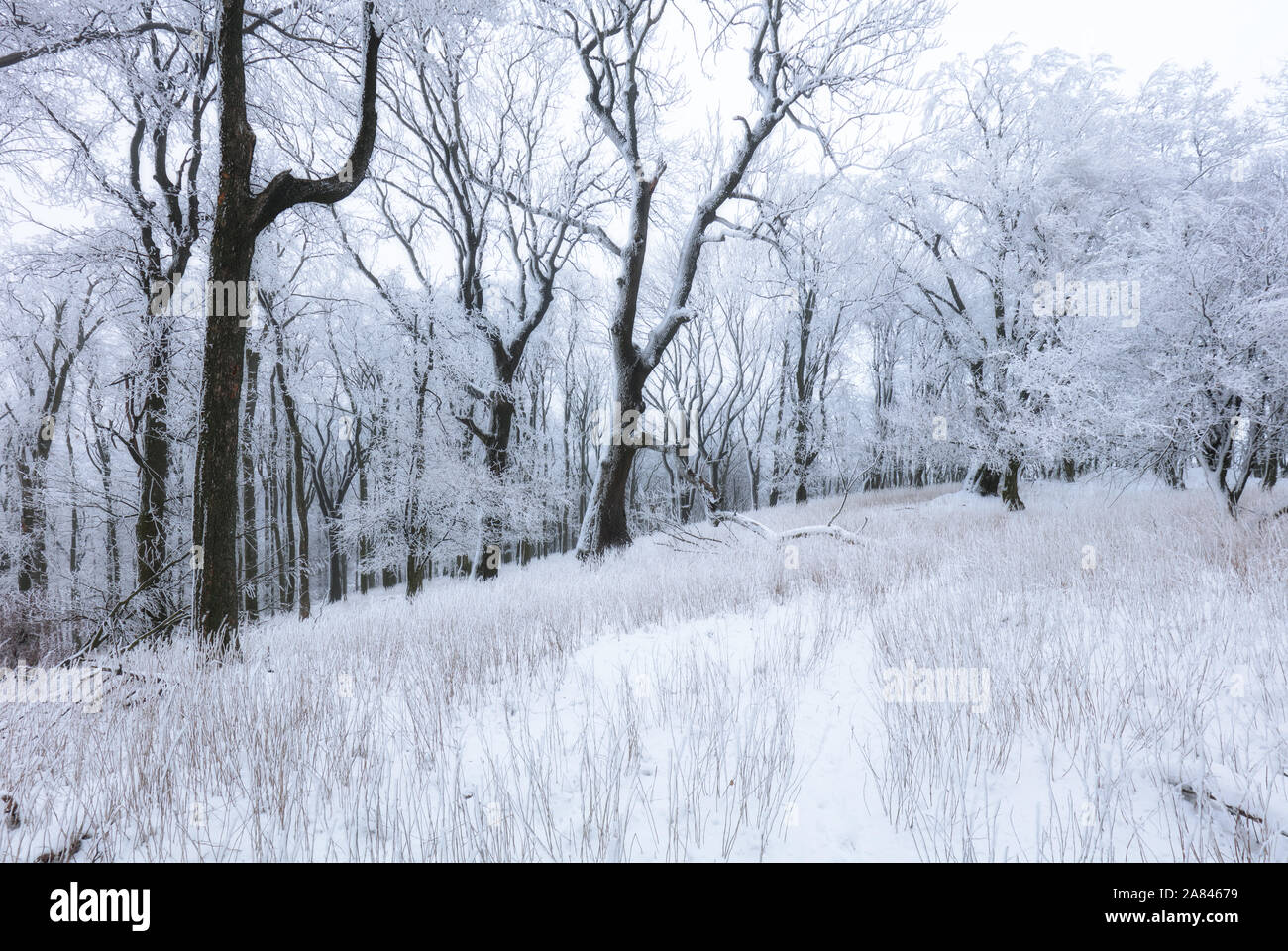 L'hiver en forêt avec le gel et la neige arbres Banque D'Images