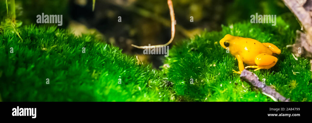 Grenouille venimeuse malgache Banque de photographies et d’images à