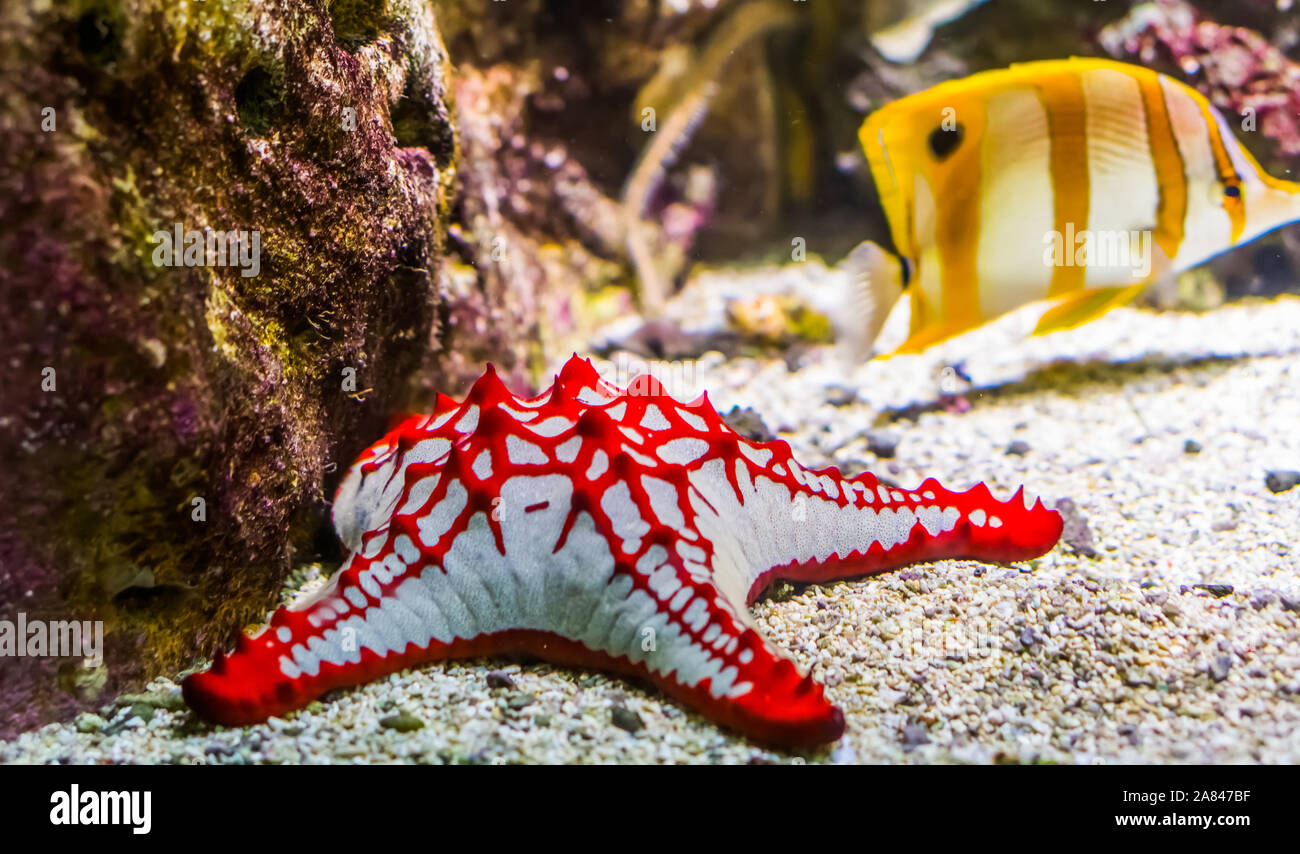 Libre d'un bouton rouge d'Afrique, de l'étoile de mer aquarium tropicaux ornementaux, étoiles animal essences de l'océan indo-pacifique Banque D'Images