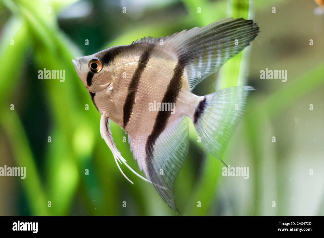 Poisson blanc à rayures betta close up sur un arrière-plan flou vert Banque D'Images