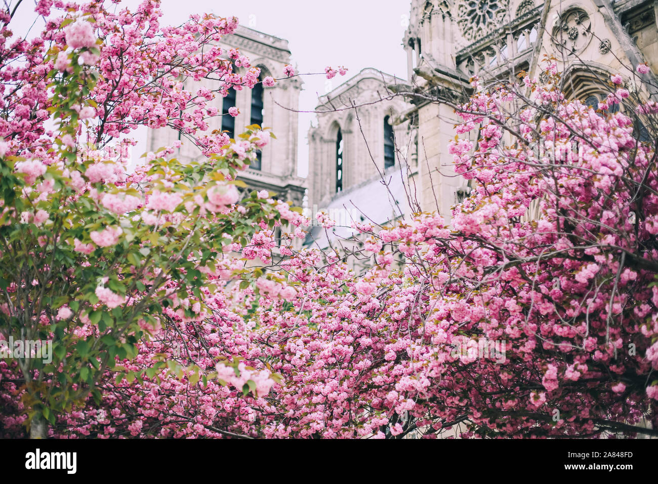Notre Dame de Paris avec les fleurs de cerisier, France Banque D'Images