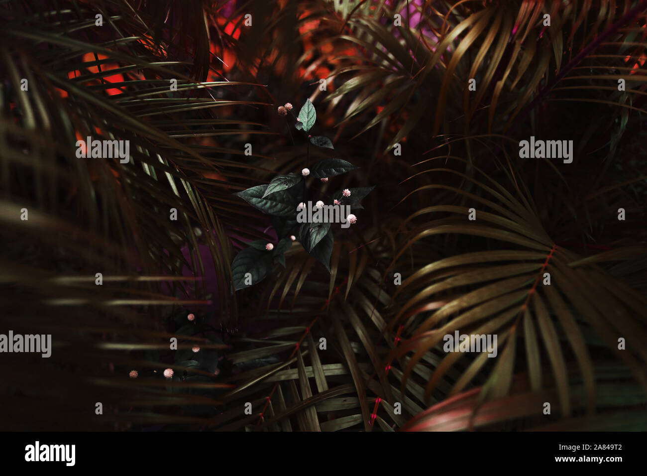Fantastique sombre portrait de feuilles de palmiers et de fleurs rouges Banque D'Images