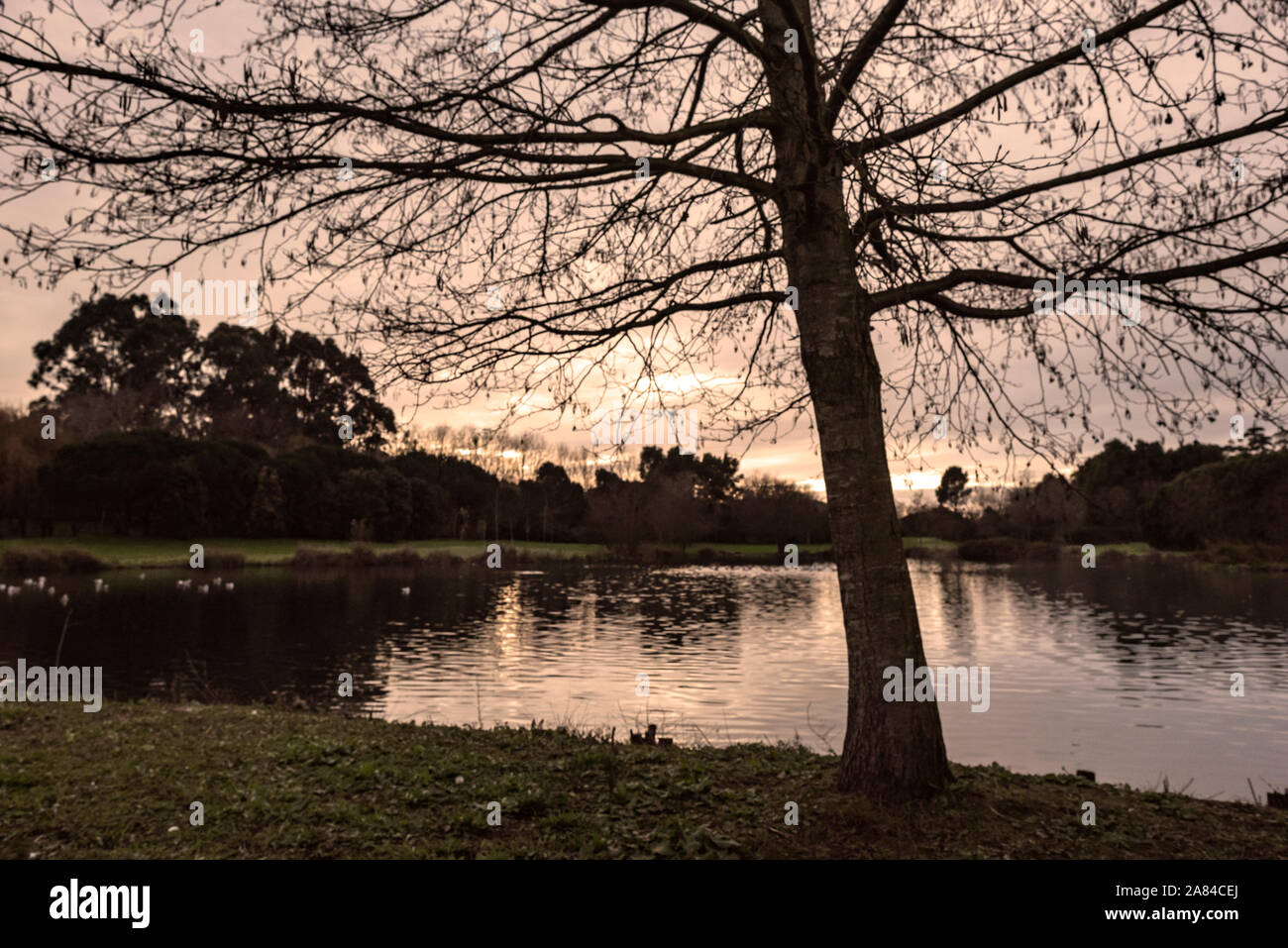 Oporto city park en hiver Banque D'Images