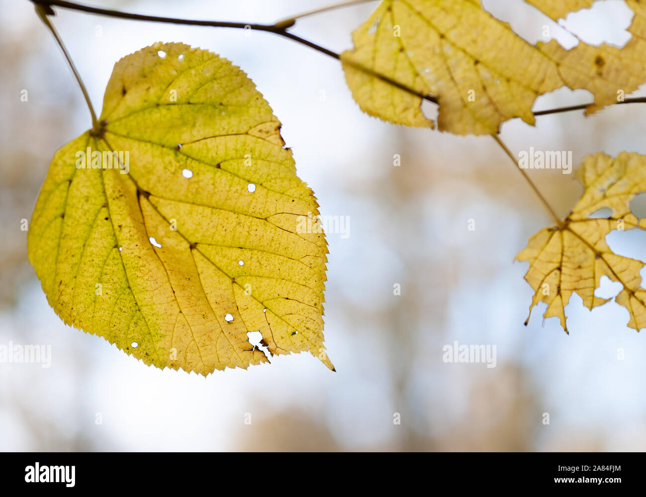 Les feuilles d'automne partiellement décomposés sur l'arbre. Banque D'Images Les feuilles d'automne partiellement décomposés sur l'arbre. Banque D'Images