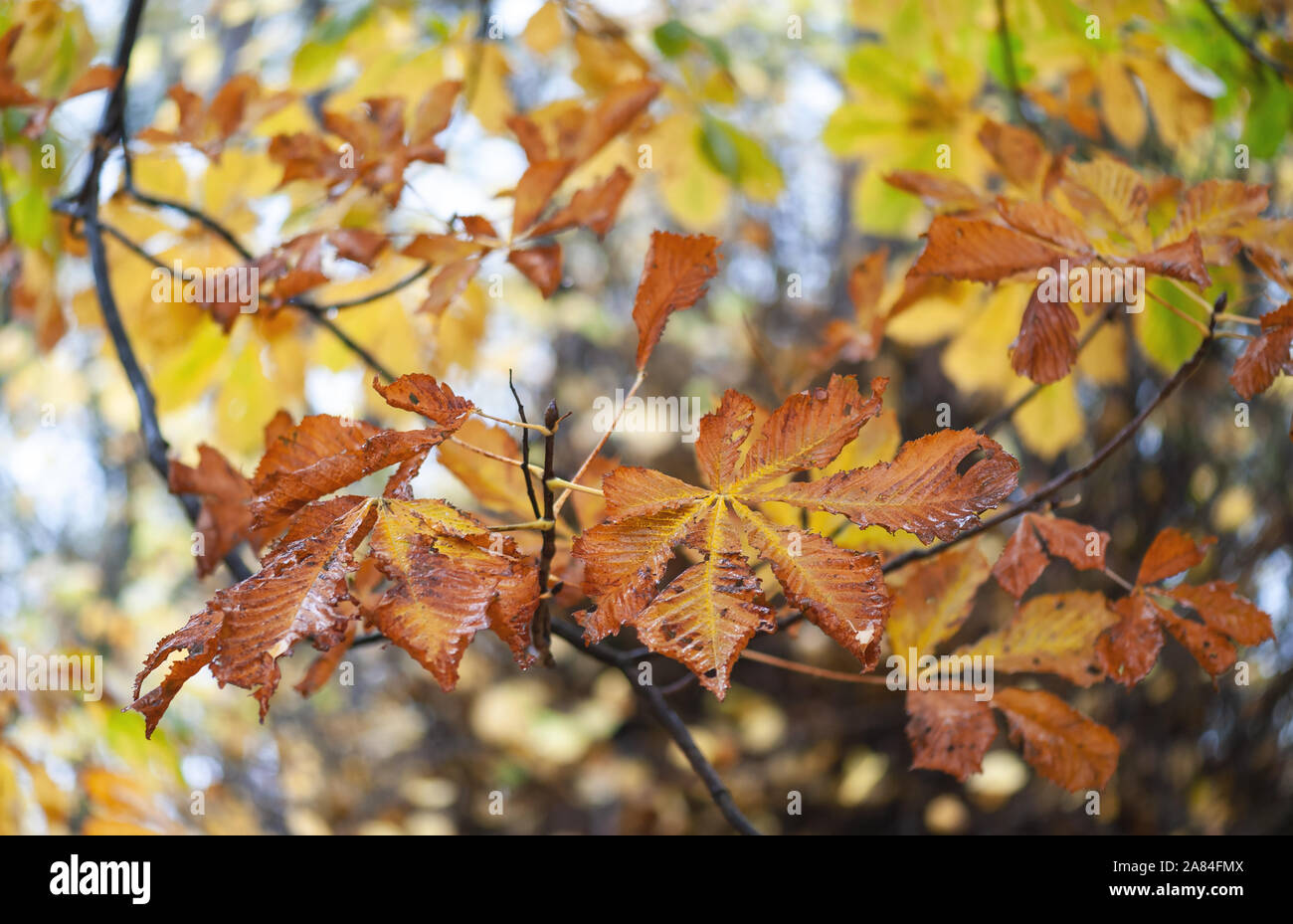 Les feuilles de marronnier dans leurs couleurs d'automne. Banque D'Images Les feuilles de marronnier dans leurs couleurs d'automne. Banque D'Images