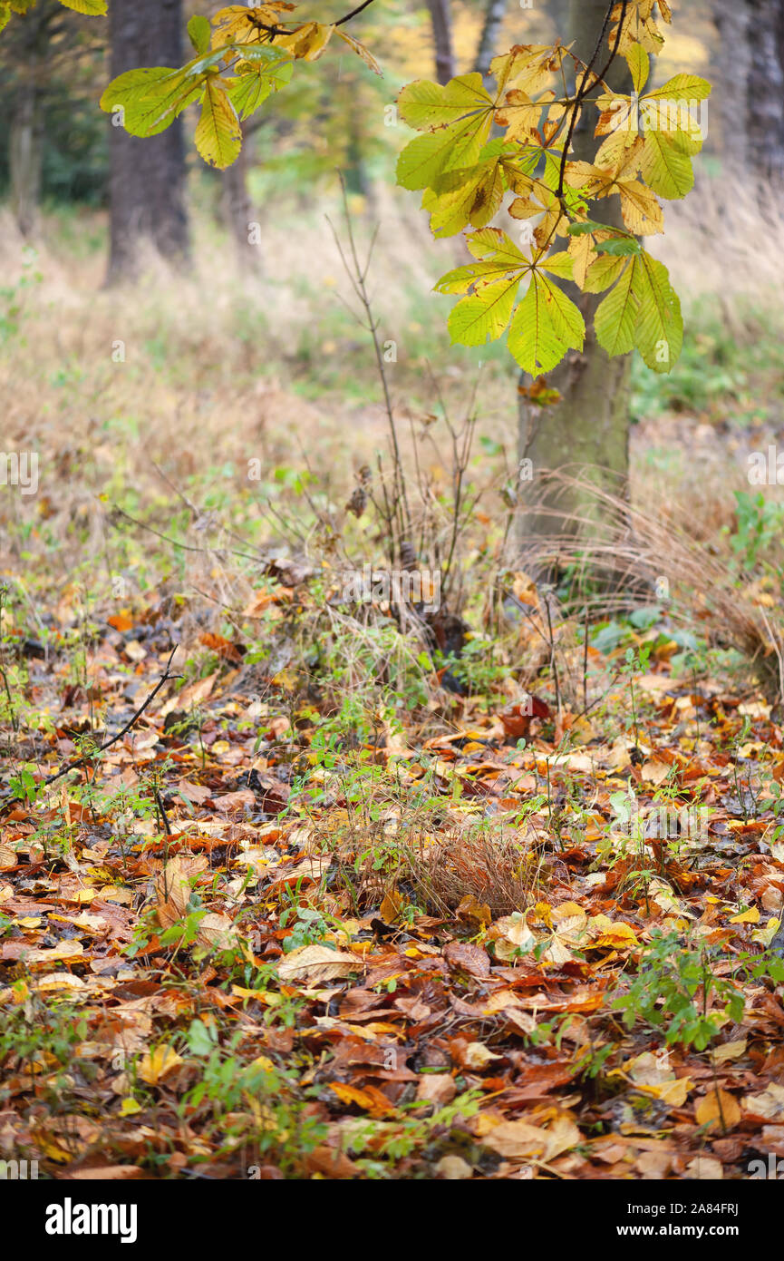 Le marronnier d'automne feuilles dans un bois. Banque D'Images Le marronnier d'automne feuilles dans un bois. Banque D'Images