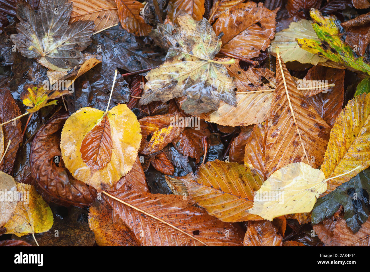 Feuilles mortes formant la litière de feuilles. Banque D'Images Feuilles mortes formant la litière de feuilles. Banque D'Images