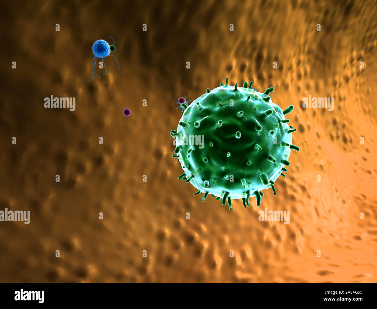 Phagocytes tue les virus, à l'intérieur du corps humain, des graphiques 3D, lymphocyte, lymphocytes, macrophages, lymphocytes contre les virus tue les virus Banque D'Images