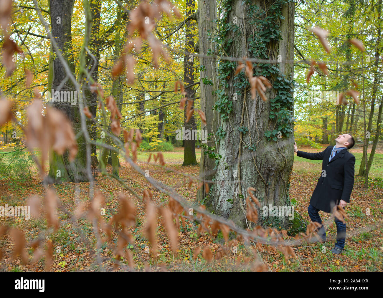 06 novembre 2019, le Brandebourg, Cottbus : Claudius Wecke, gestionnaire du parc dans le parc du jardin des à Branitz, se tient à côté d'un hêtre rouge puissant qui va bientôt être abattu parce que l'arbre est mort en raison de la sécheresse. Lors d'une conférence de presse tenue le même jour au Palais Branitz, le Verein Schlösser und Gärten Deutschland e.V. et le jardin-musée Stiftung Schloss und Park Branitz ont présenté eux-mêmes au public et a parlé de l'endommagement de jardins historiques causés par le changement climatique et les dangers qui en résultent pour le patrimoine culturel. Dans le parc Branitzer, les condit Banque D'Images