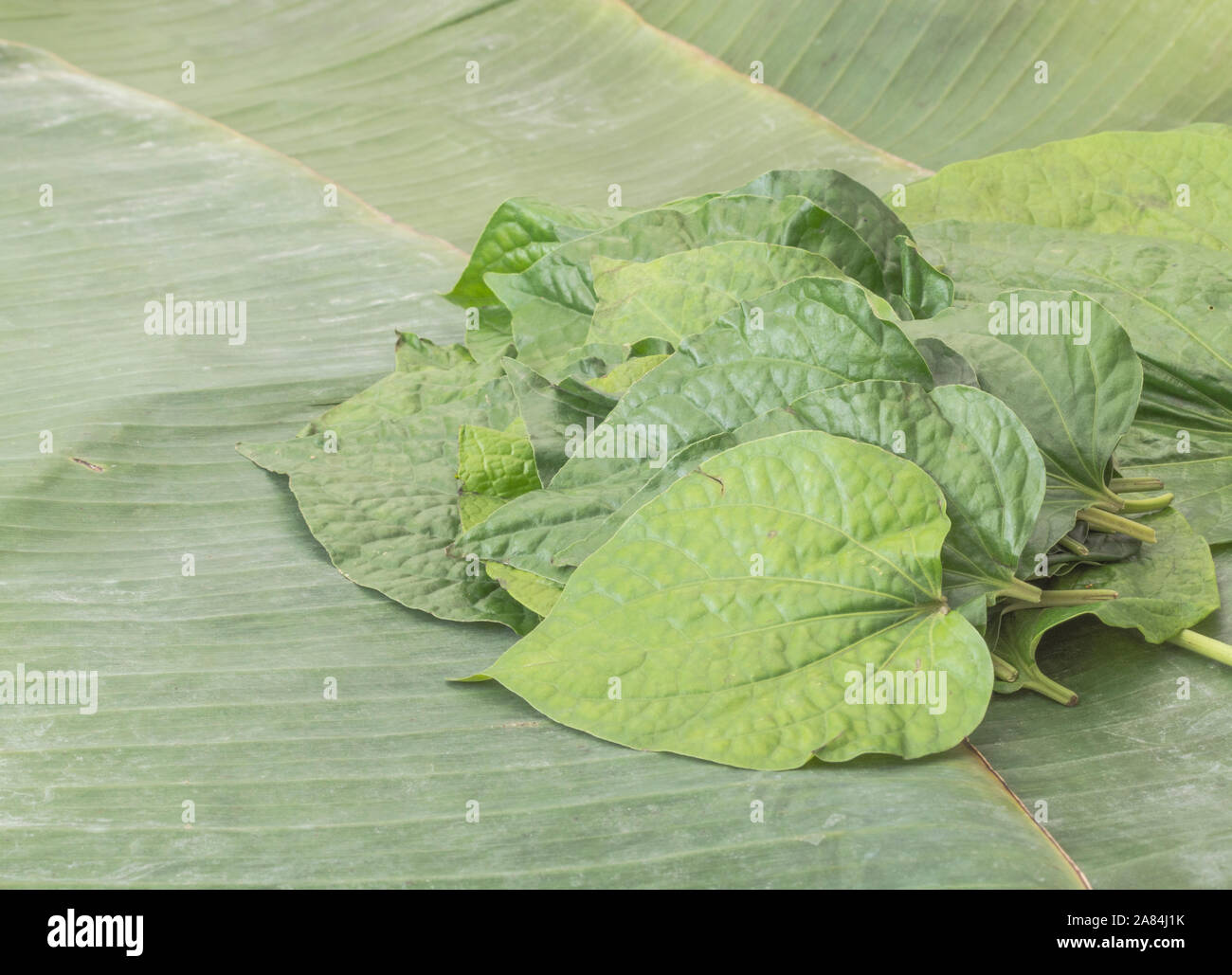 Feuilles en forme de cœur de Piper betle bétel Vine /. Pas même comme l'arbre - Areca - qui produit des noix de bétel. Plu Cha feuilles utilisées en médecine ayurvédique. Banque D'Images