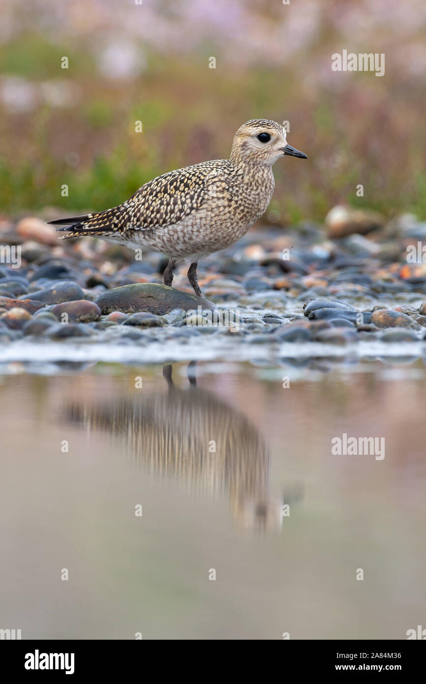 , Pluvier doré Pluvialis apricaria, Norfolk, UK Banque D'Images