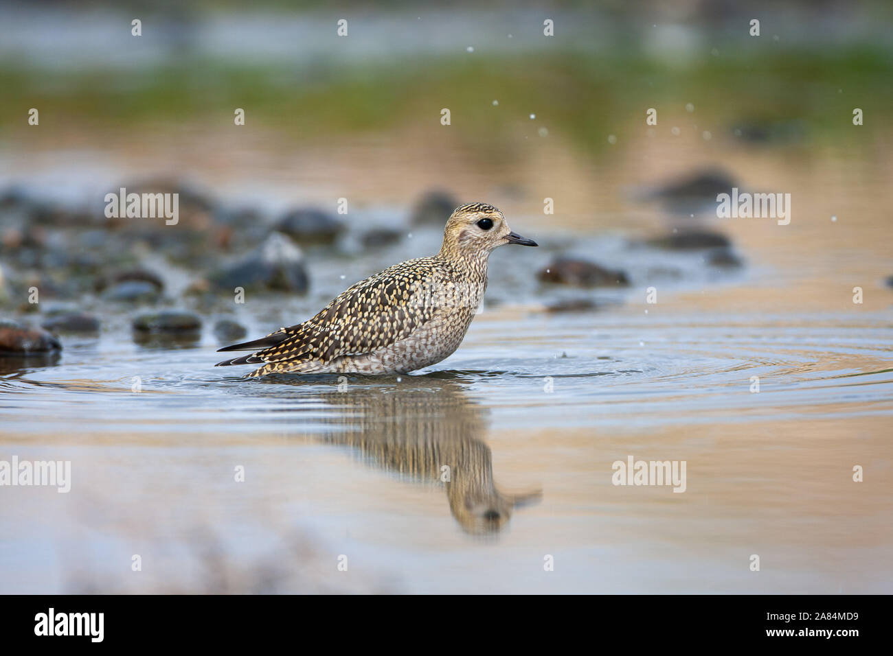 , Pluvier doré Pluvialis apricaria, Norfolk, UK Banque D'Images