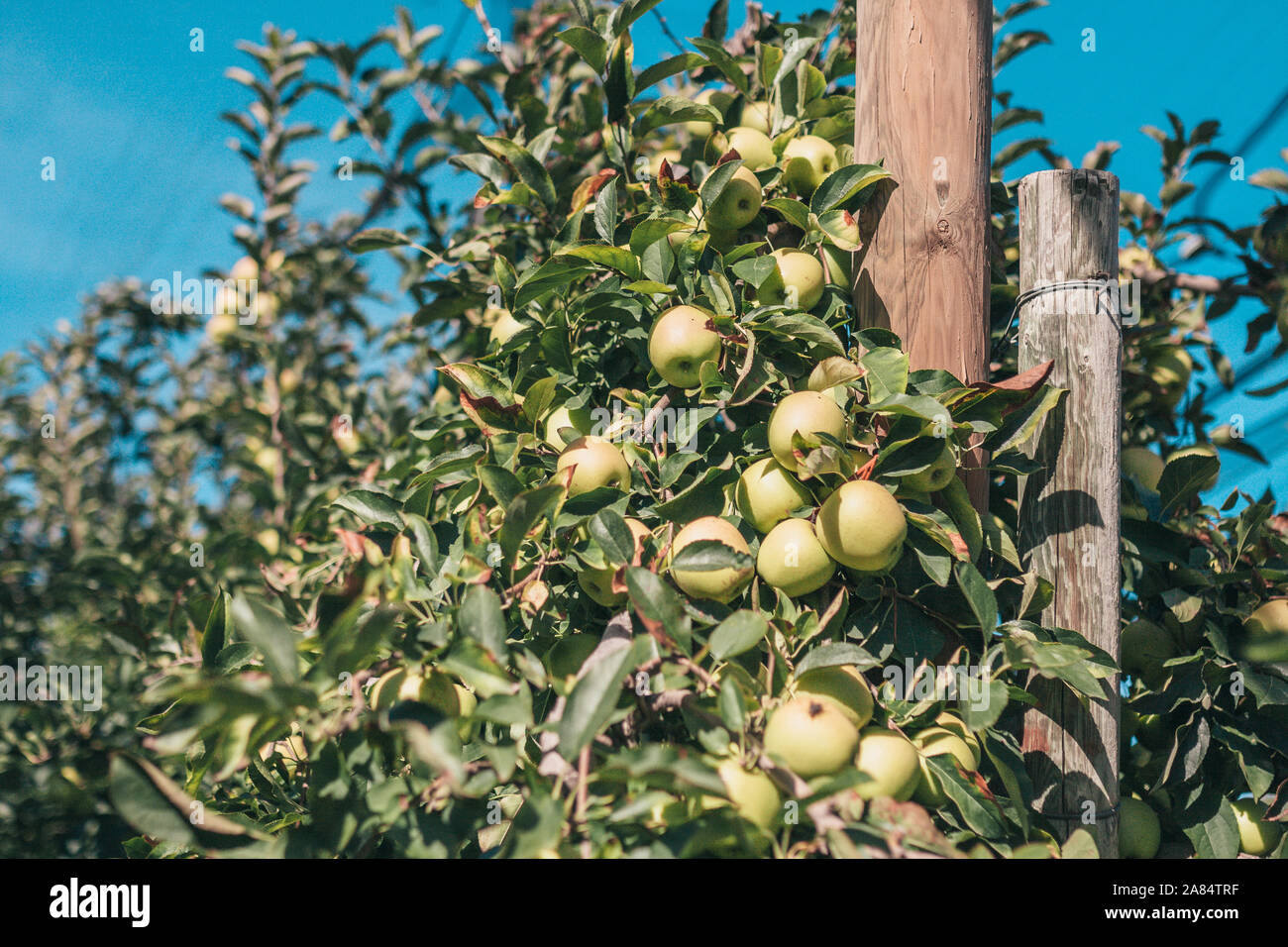 L'automne en Provence - exploitation de pommes Banque D'Images