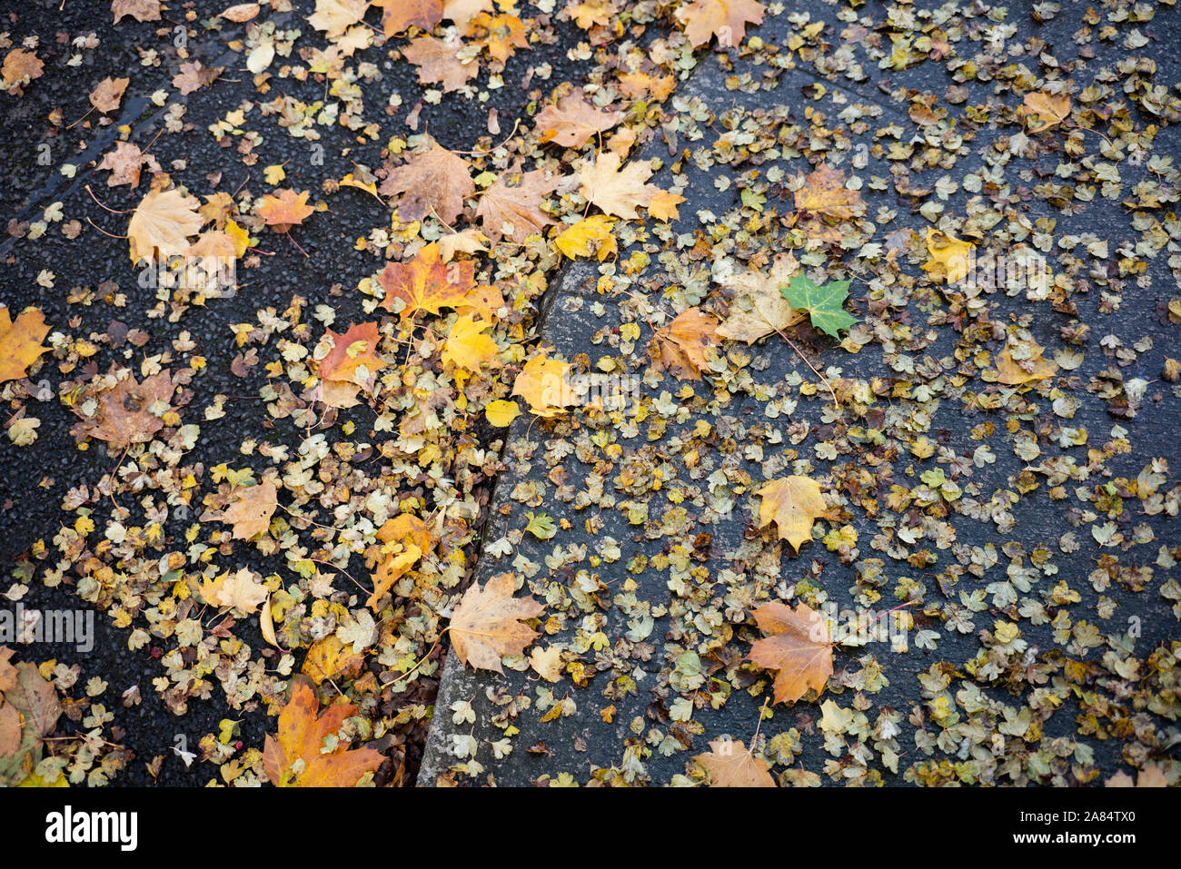 Les feuilles d'automne sur le terrain. Banque D'Images