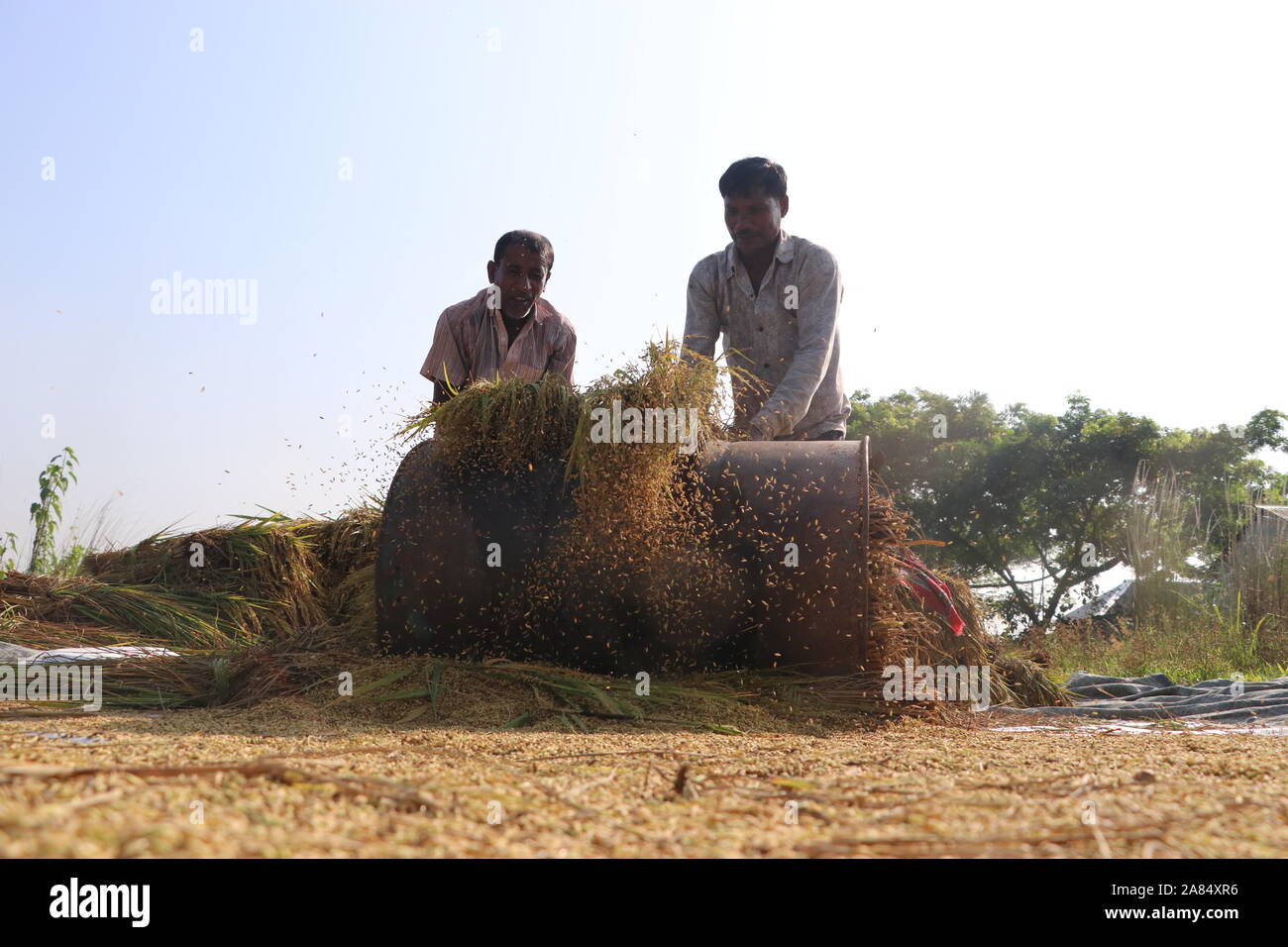 DHAKA Bangladesh narayanganj 2019 agriculteurs sont occupés à récolter du paddy. © Nazmul Islam/Alamy stock photo Banque D'Images